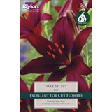 Taylors 3 Asiatic Lily Dark Secret Bulbs