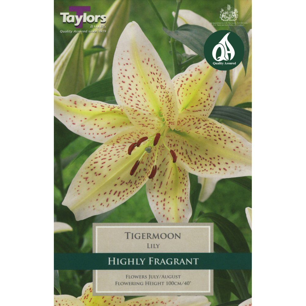 Taylors 2 Oriental Lily Tigermoon Bulbs