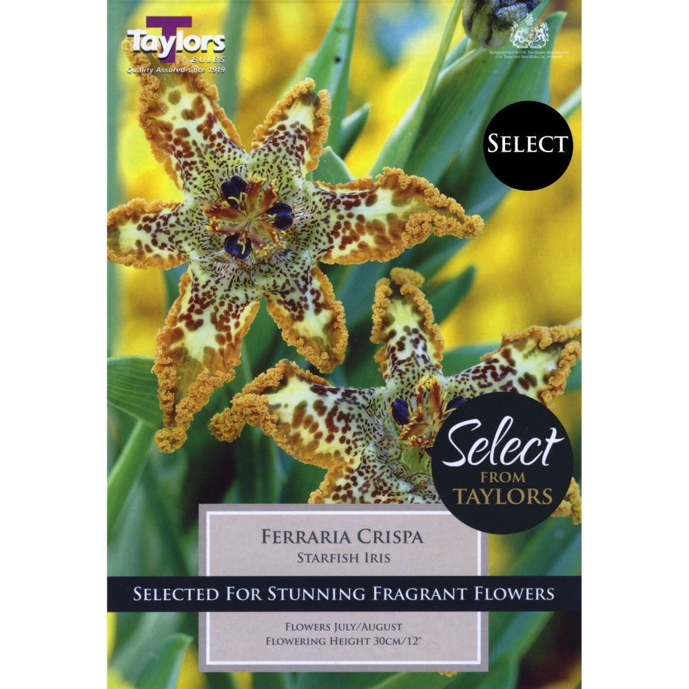 Taylors Select 1 Starfish Iris Ferraria Crispa Corm