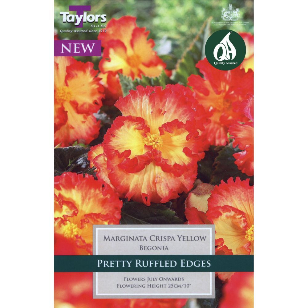 Taylors 3 Begonia Marginata Crispa Yellow Tubers