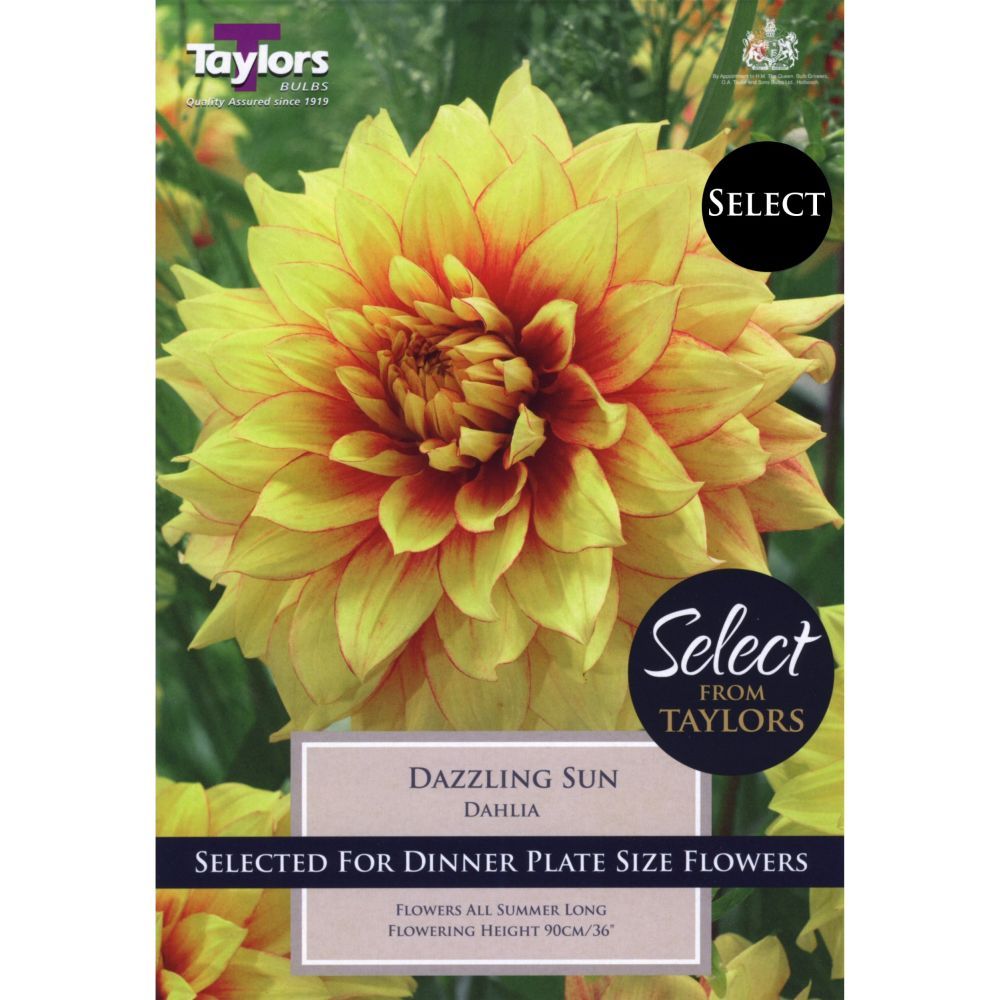 Taylors Select 2 Dahlia Dazzling Sun Tubers