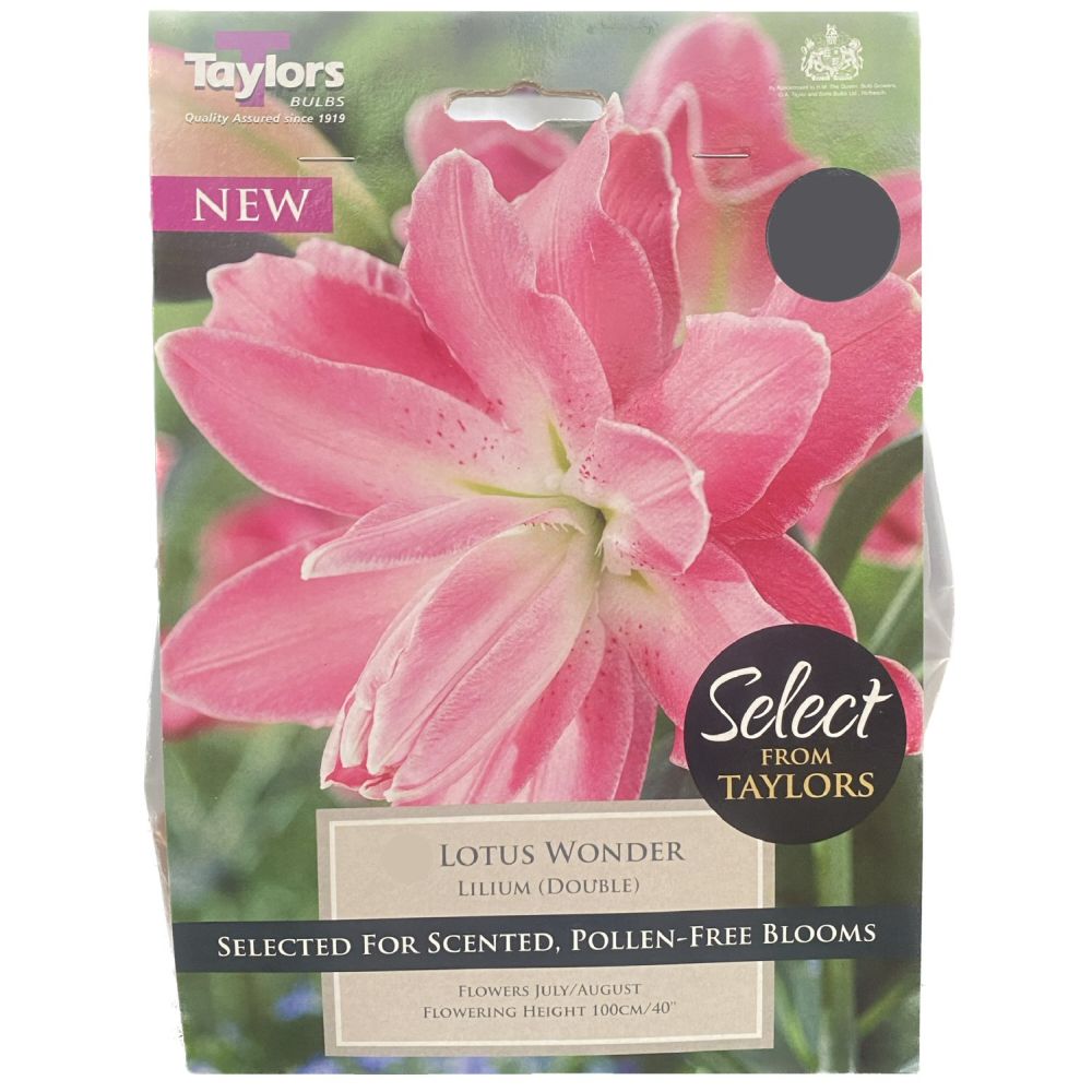 Taylors 3 Lilium 'Lotus Wonder' Bulbs