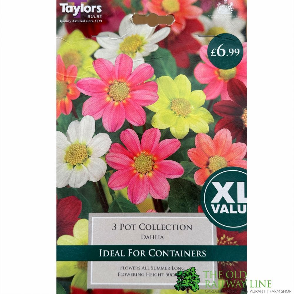 Taylors 3 Dahlia 'Pot Collection' Tubers