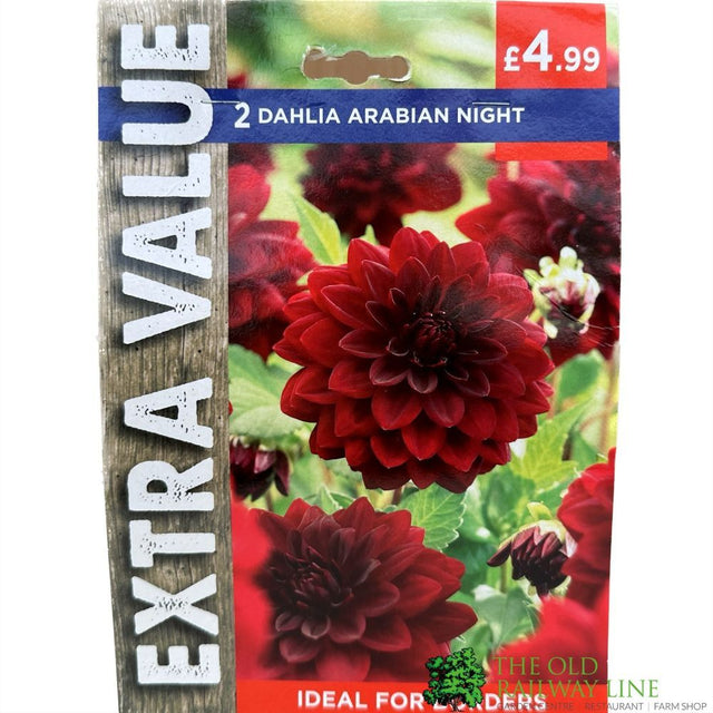 Taylors 2 Dahlia 'Arabian Night' Tubers