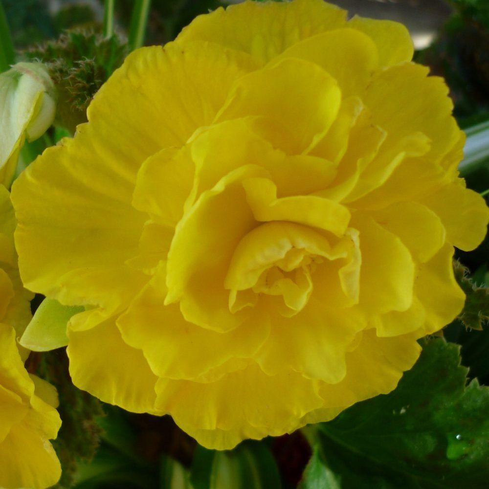Taylors 3 Begonia Double Yellow Tubers
