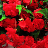 Taylors 3 Begonia Giant Red Cascading Tubers