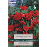 Taylors 3 Begonia Giant Red Cascading Tubers