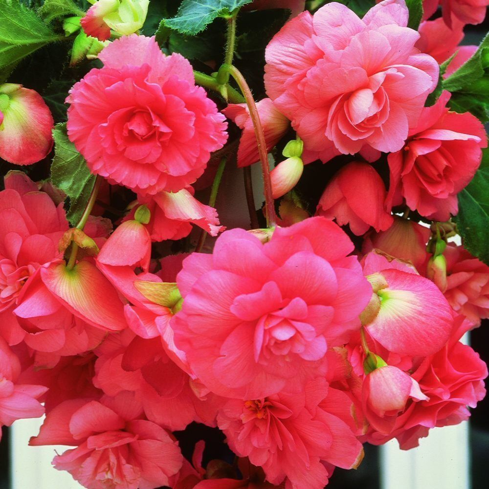Taylors 3 Begonia Giant Pink Cascading Tubers