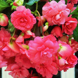 Taylors 3 Begonia Giant Pink Cascading Tubers