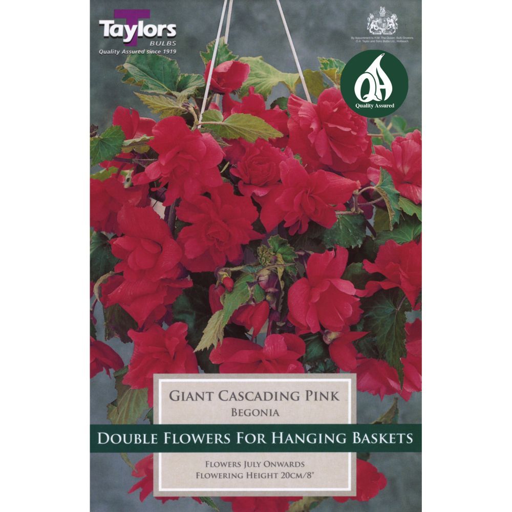 Taylors 3 Begonia Giant Pink Cascading Tubers