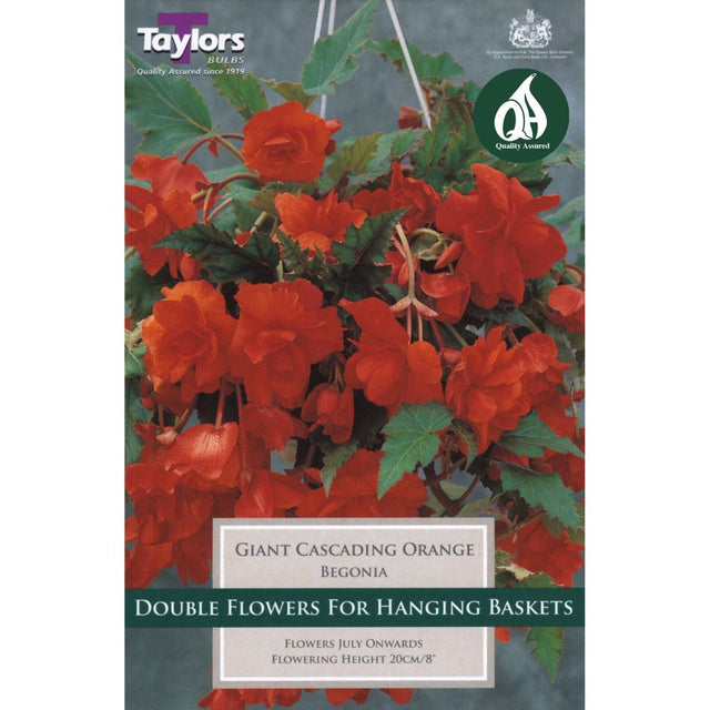 Taylors 3 Begonia Giant Orange Cascading Tubers