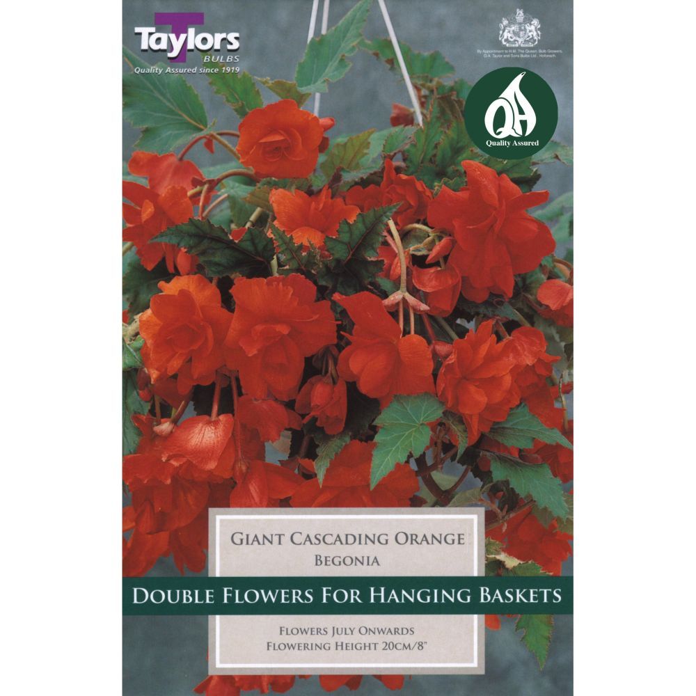 Taylors 3 Begonia Giant Orange Cascading Tubers