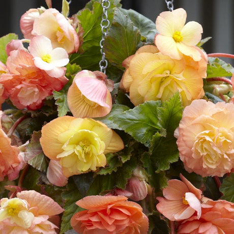 Taylors 2 Begonia Splendide Ballerina Tubers