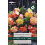 Taylors 2 Begonia Splendide Ballerina Tubers