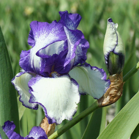 Taylors 1 Iris (Bearded Iris) Loop The Loop Rhizome