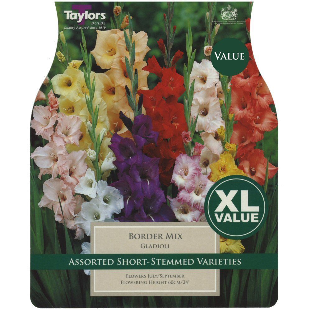 Taylors 25 XL Value Gladioli Border Mix Collection