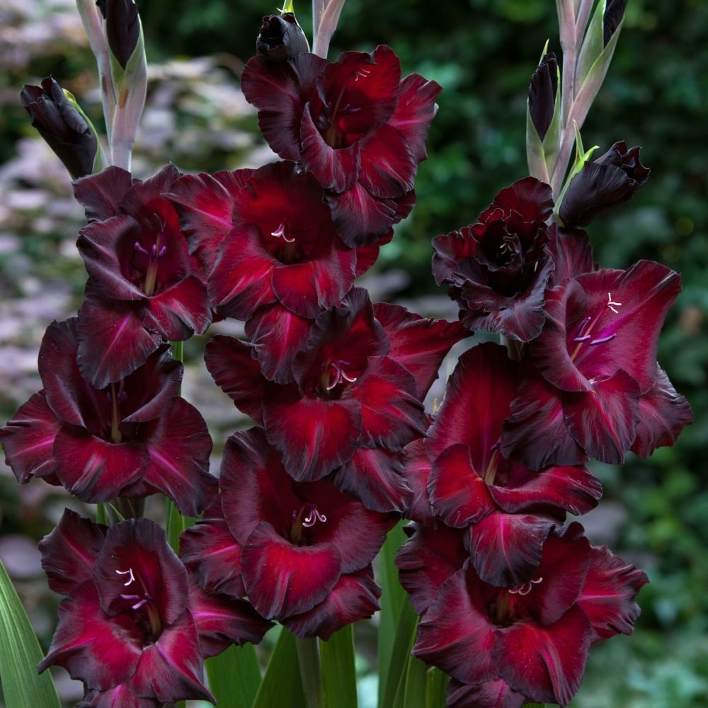 Taylors 25 Gladioli Black Star Corms