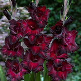 Taylors 25 Gladioli Black Star Corms