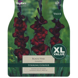 Taylors 25 Gladioli Black Star Corms