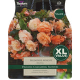 Taylors 4 Begonia Splendide Apricot Tubers