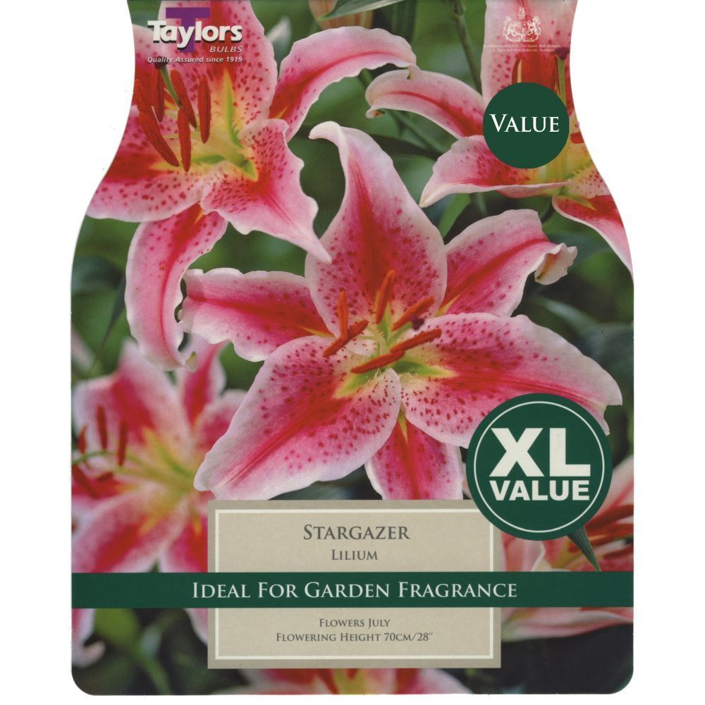 Taylors 5 Lily Stargazer Bulbs