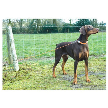 Ancol 4.5m Large Tie-Out Dog Cable