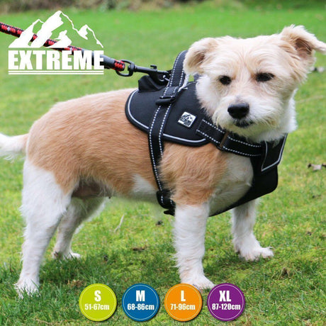 Ancol Extreme Black Harness