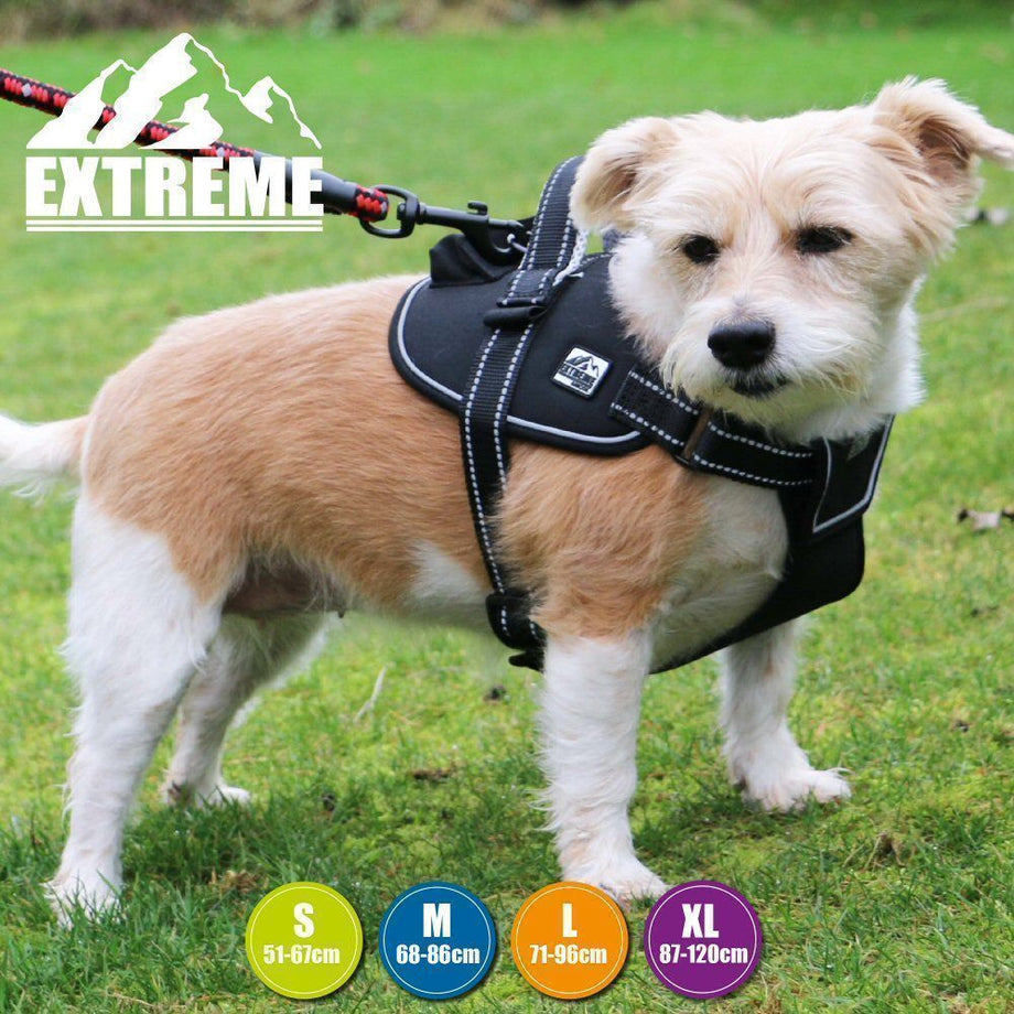 Ancol extreme hot sale harness