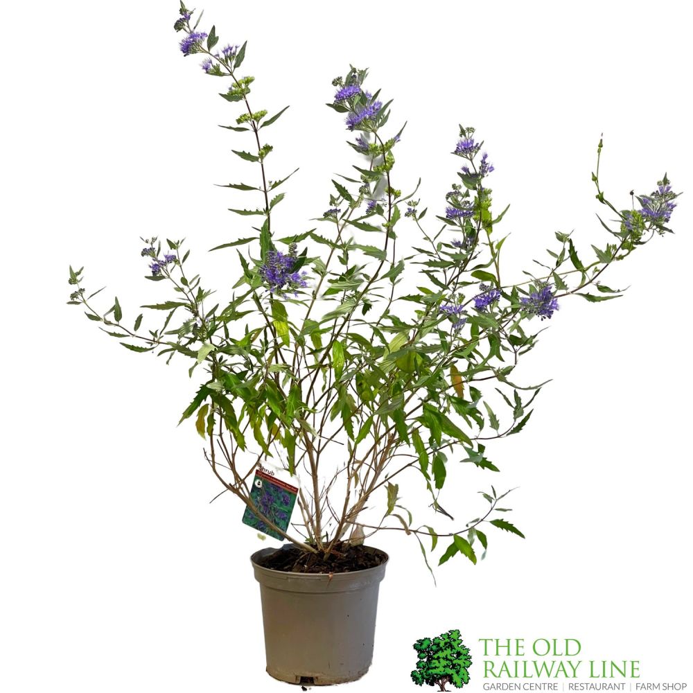 Caryopteris x clandonensis 'Kew Blue' 3Ltr Pot