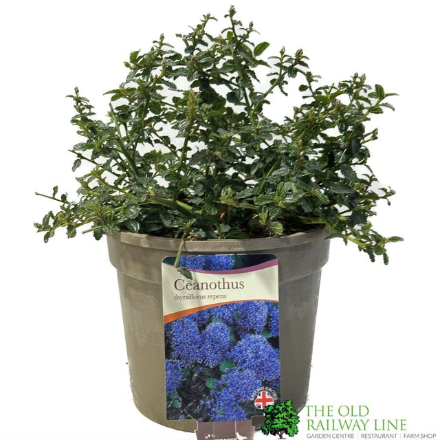 Ceanothus thyrsiflorus var. repens Creeping Blue Blossom 3Ltr Pot