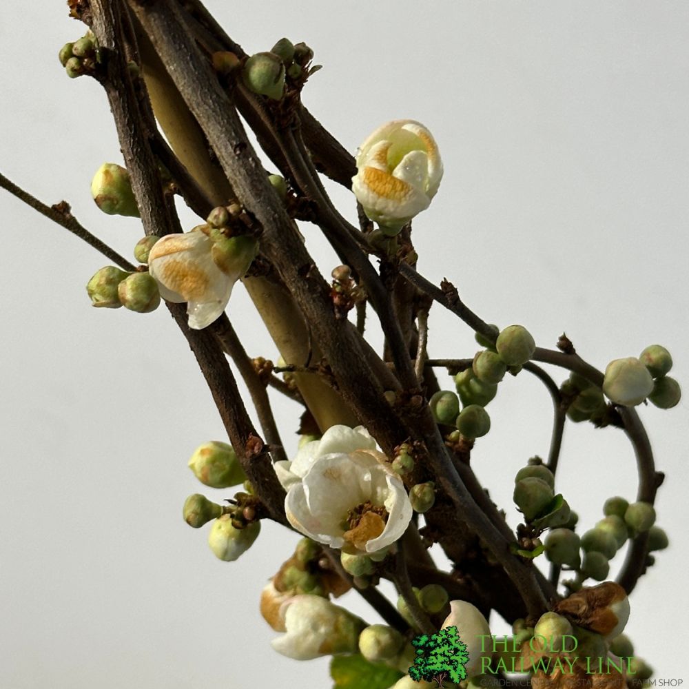 Chaenomeles 'Jet Trail' Japanese Quince 3Ltr Pot