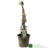 Chaenomeles 'Jet Trail' Japanese Quince 3Ltr Pot