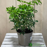 Choisya Ternata Mexican Orange Blossom Plant 3Ltr Pot