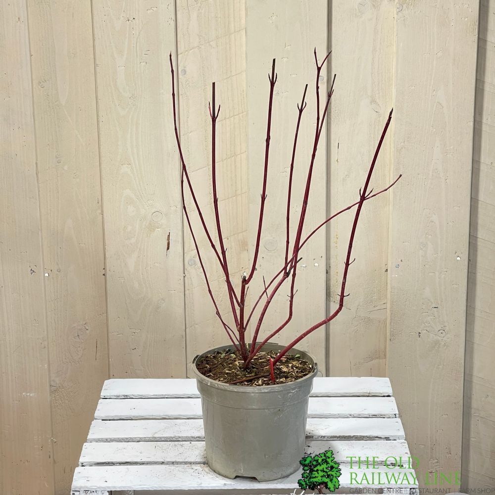 Cornus Alba 'Elegantissima' Dogwood 3Ltr Pot