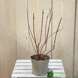 Cornus Alba 'Elegantissima' Dogwood 3Ltr Pot