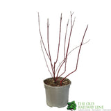 Cornus Alba 'Elegantissima' Dogwood 3Ltr Pot