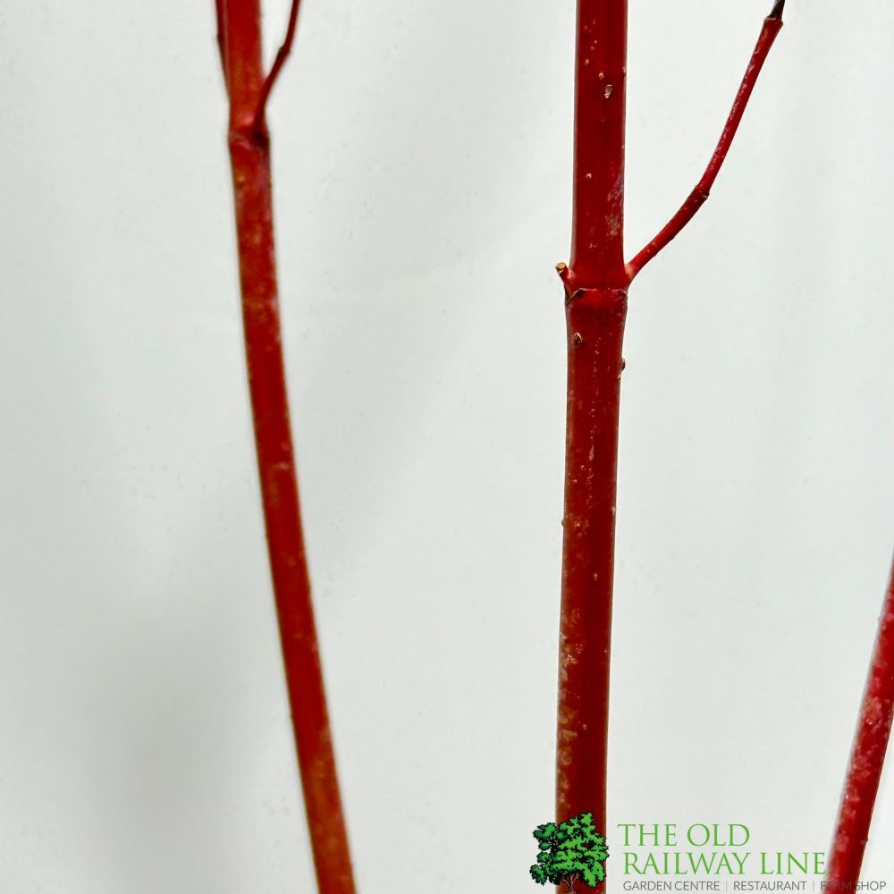 Cornus alba 'Sibirica' Siberian Dogwood 3Ltr Pot
