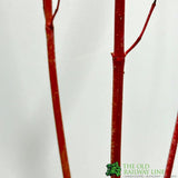 Cornus alba 'Sibirica' Siberian Dogwood 3Ltr Pot