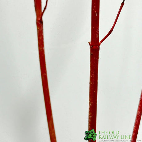 Cornus alba 'Sibirica' Siberian Dogwood 3Ltr Pot