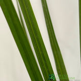 Cordyline Australis 3Ltr Pot