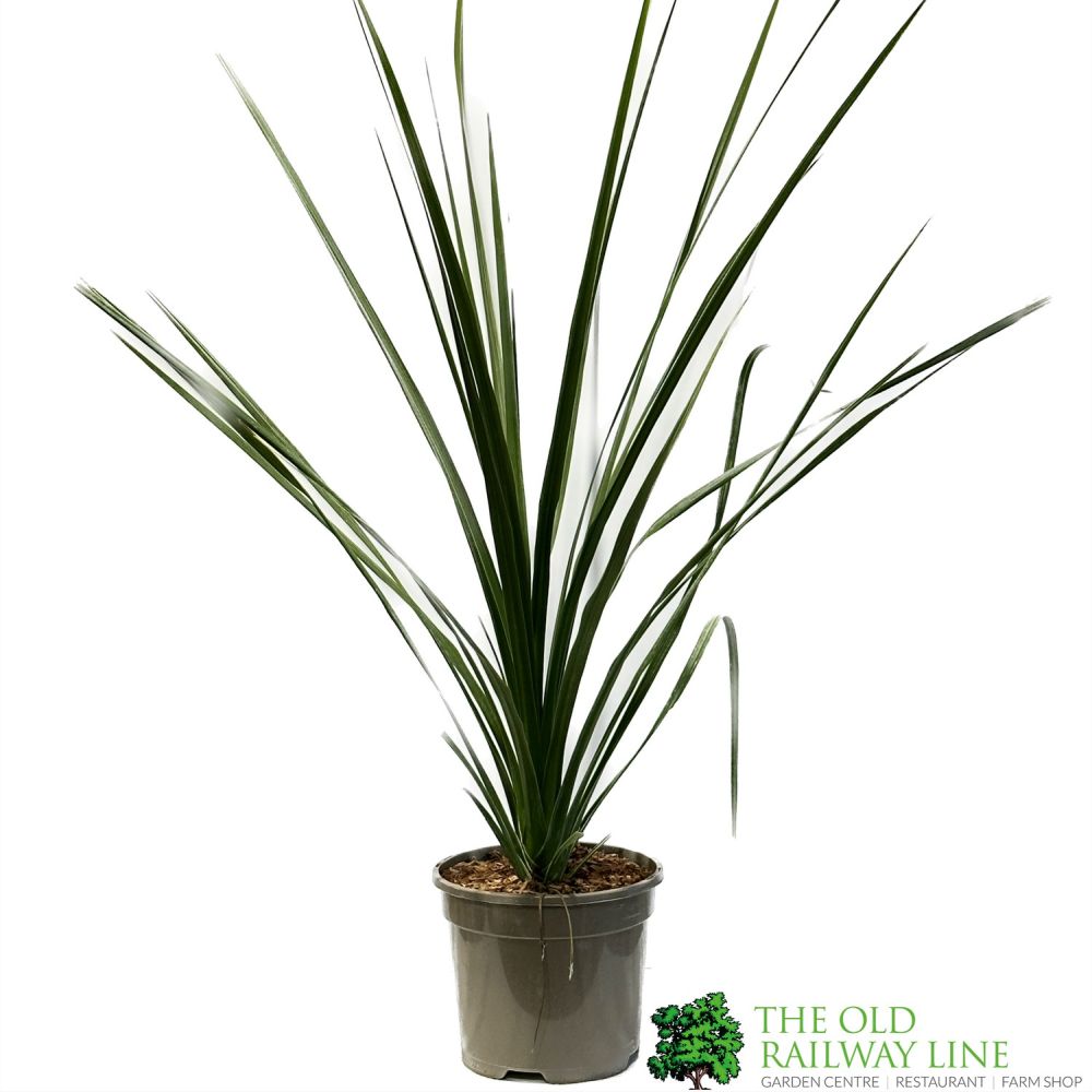 Cordyline Australis 3Ltr Pot