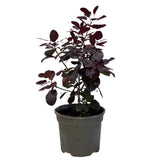 Cotinus 'Royal Purple' Smoke Tree Plant - 3Ltr Pot