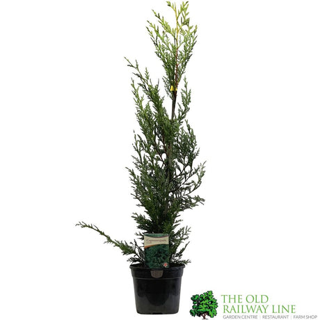 Cupressus leylandii Conifer Hedging Plant 3Ltr Pot
