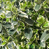 Euonymus fortunei 'Emerald Gaiety' 3Ltr Pot