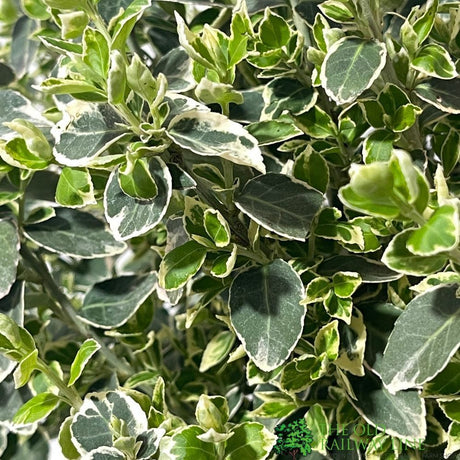 Euonymus fortunei 'Emerald Gaiety' 3Ltr Pot