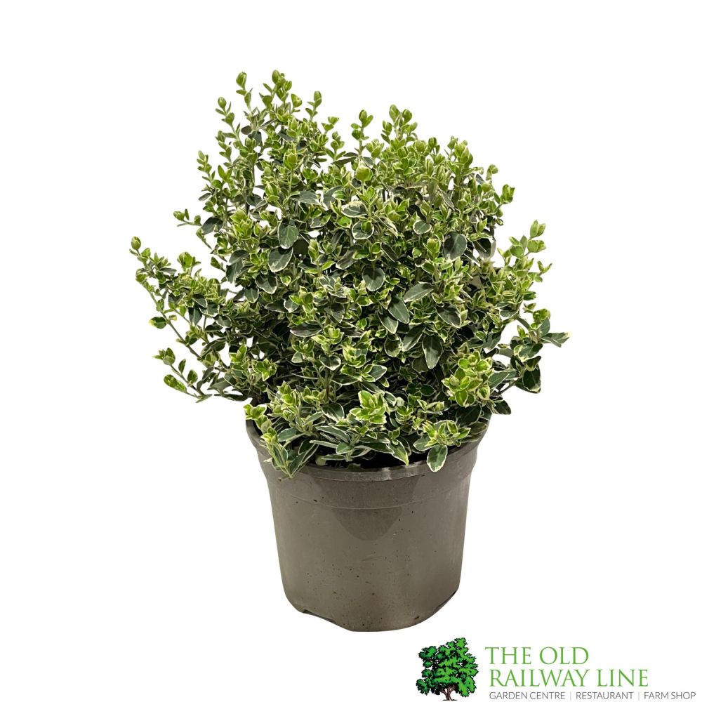 Euonymus fortunei 'Emerald Gaiety' 3Ltr Pot