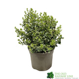 Euonymus fortunei 'Emerald Gaiety' 3Ltr Pot