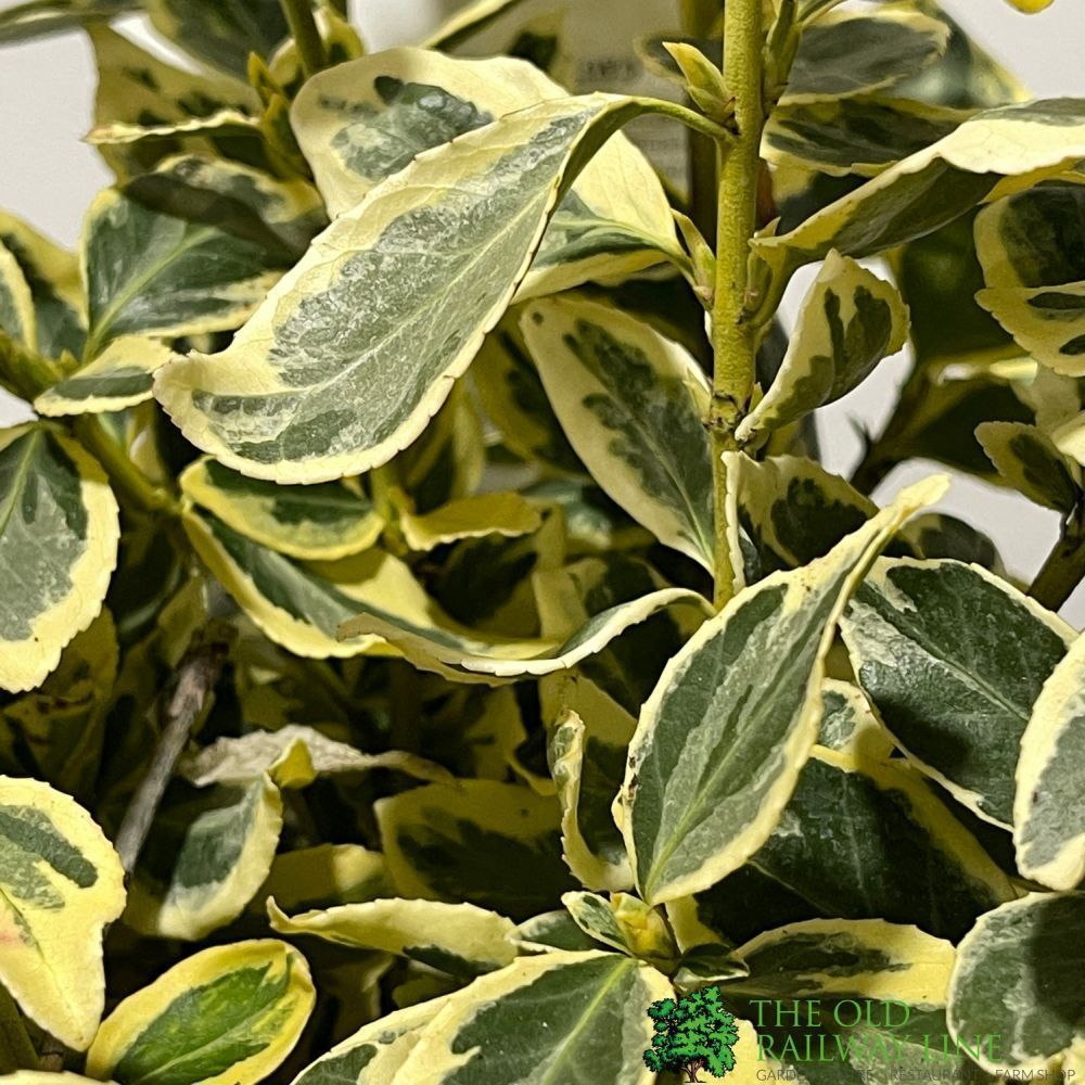Euonymus japonicus 'Silver Queen' Plant 3Ltr Pot