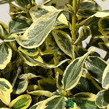 Euonymus japonicus 'Silver Queen' Plant 3Ltr Pot