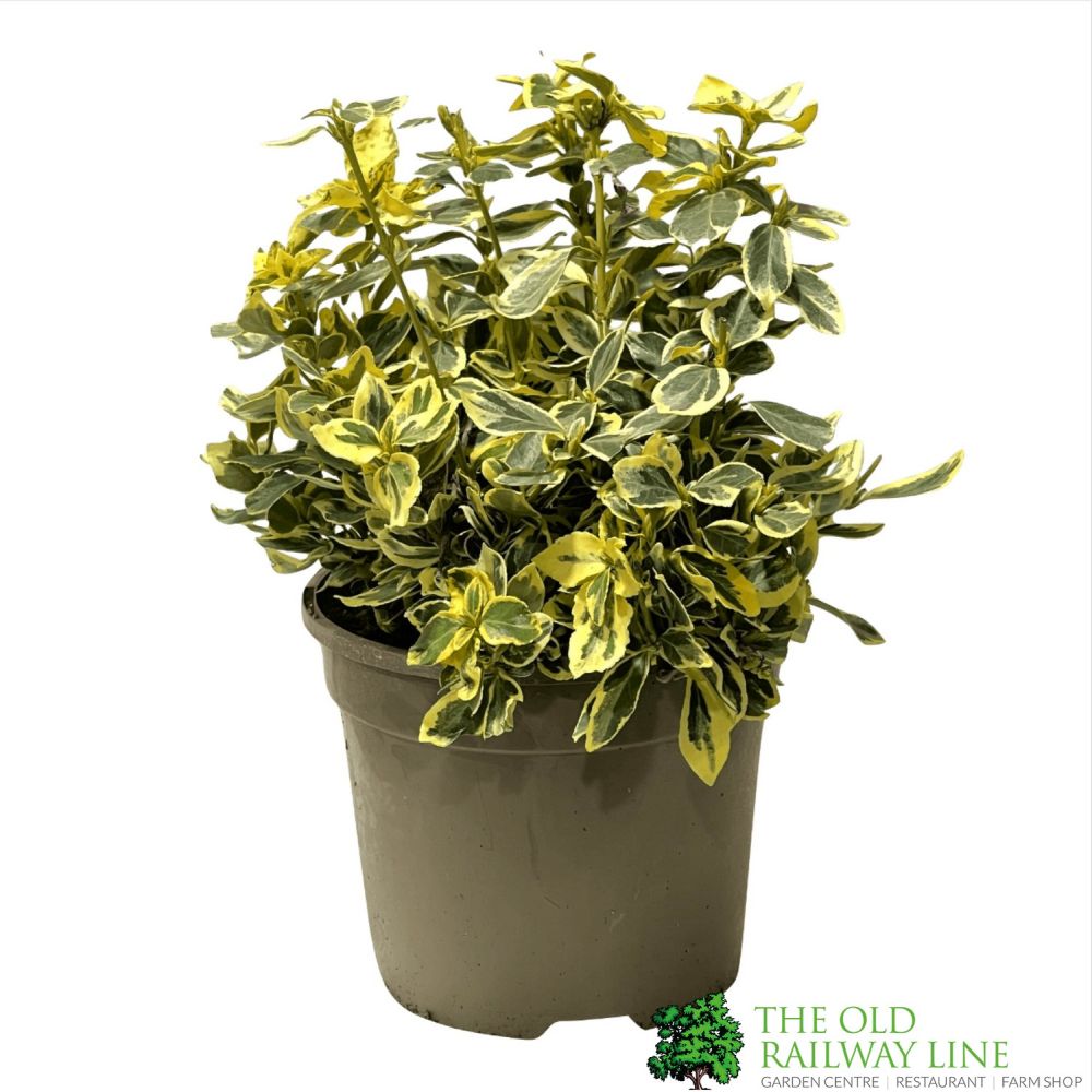 Euonymus japonicus 'Silver Queen' Plant 3Ltr Pot